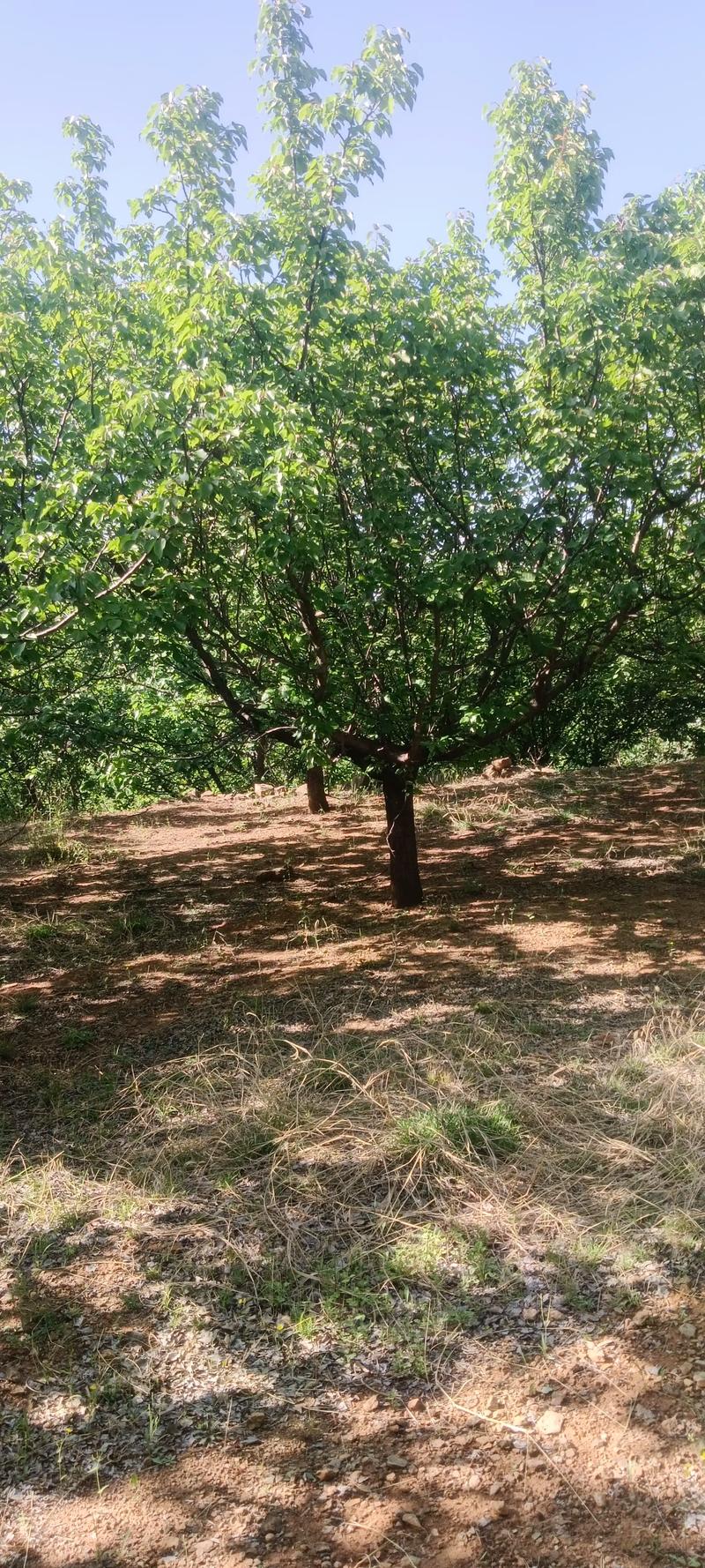 全網(wǎng)尋覓苗木有緣人，優(yōu)質(zhì)山杏樹大量現(xiàn)貨，規(guī)格齊全，共繪花卉種植新藍(lán)圖