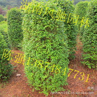 湖南風(fēng)馳園林 精品小葉雨針柱形樹，綠化苗木的專業(yè)供應(yīng)商