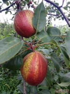 黃金梨苗種植與管理指南 栽種時間、水肥控制與生長表現(xiàn)