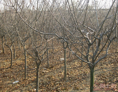 泰安青聯(lián)苗木 專業(yè)供應(yīng)優(yōu)質(zhì)垂絲海棠，打造高性價(jià)比綠化方案